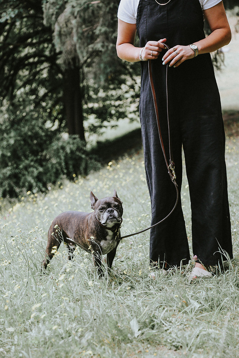 Black convertible canine lead held by a person in a black jumpsuit walking a brindle French bulldog in a field of green grass and yellow flowers.