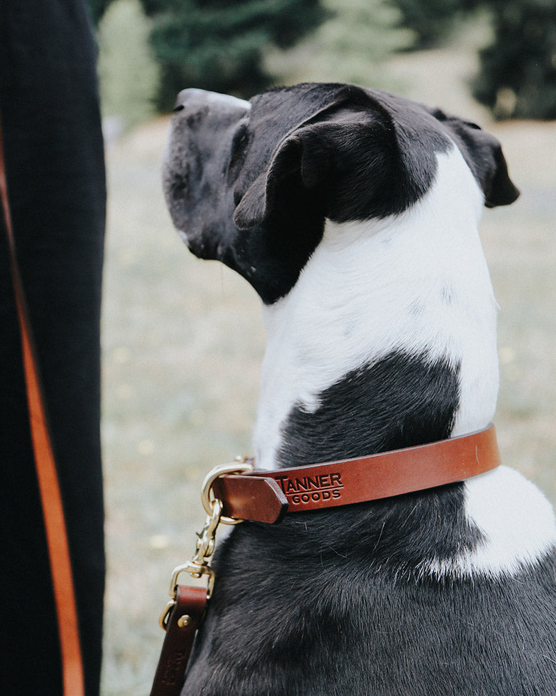 Bg Canine Collar