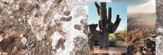 Log Off Series: South Mountain Park & Reserve