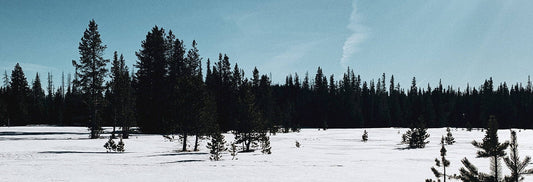 Log Off Series: Swampy Lakes