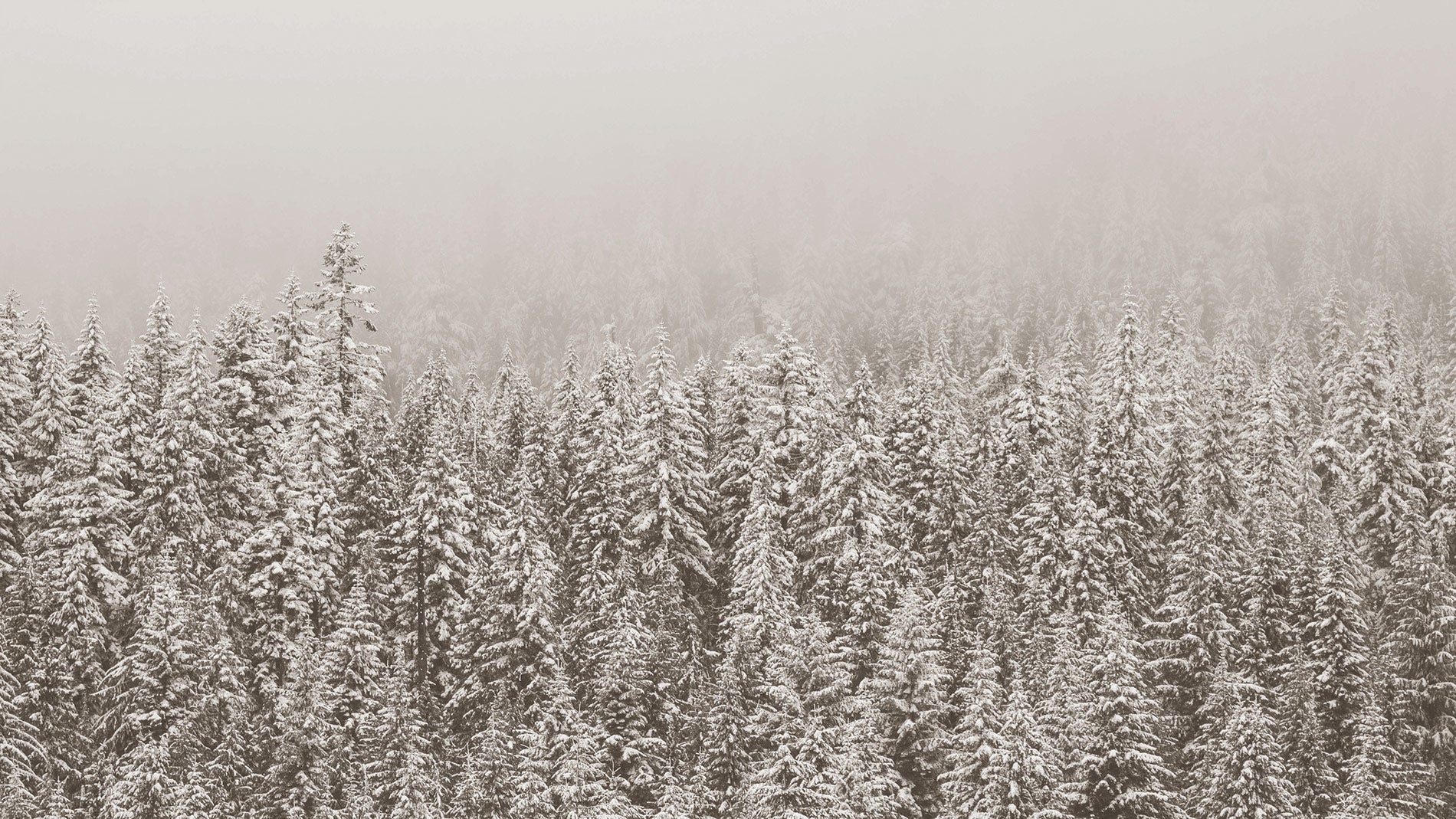 A forest of trees blanketed by snow with a cold, foggy air coming through the top of the trees.